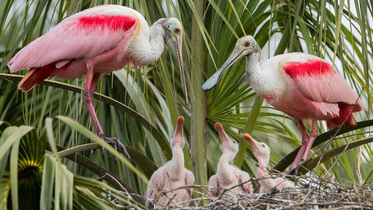 Roseate spoonbill parents interact with their chicks on a nest in Florida.